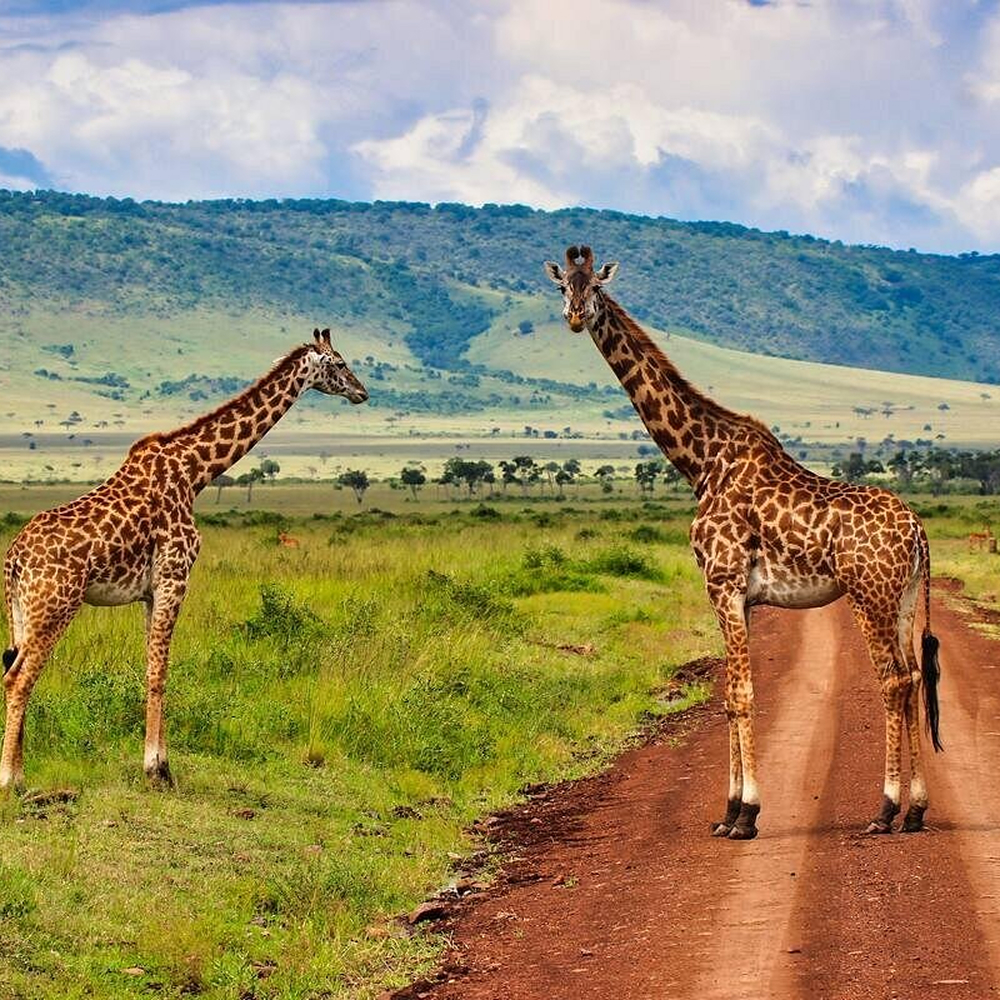 Masai Mara