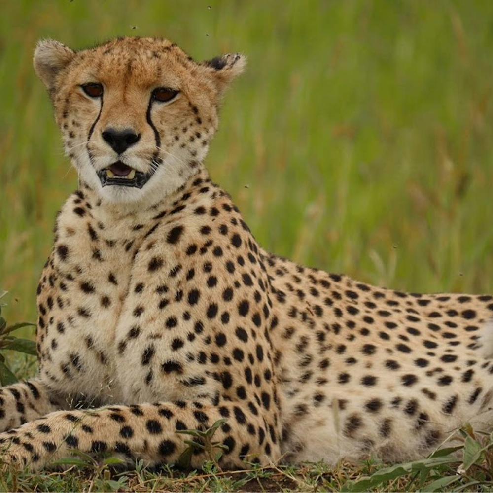 Cheetah