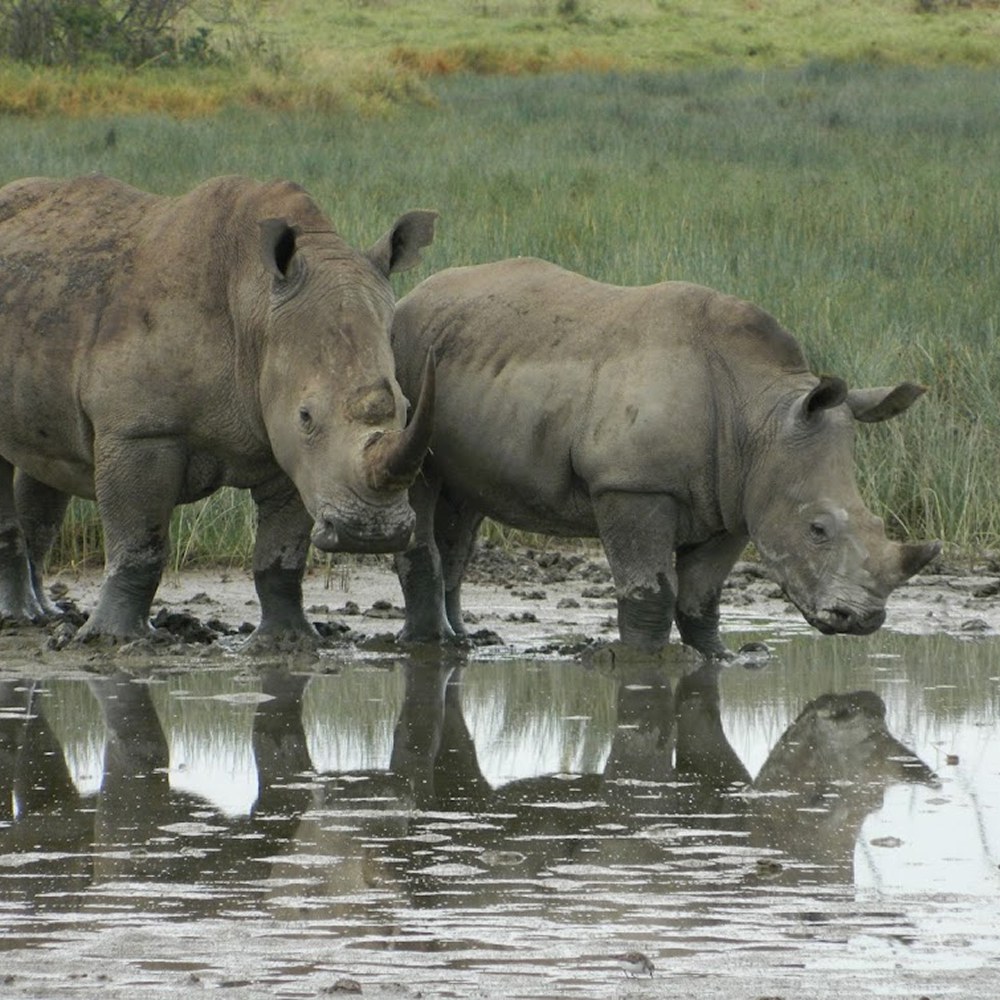 Kenya Unfiltered