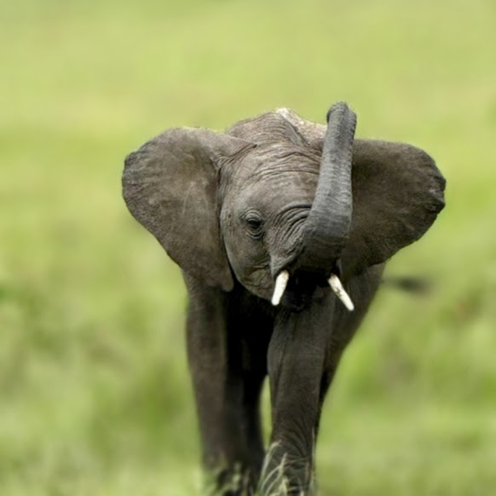 Classic Kenya