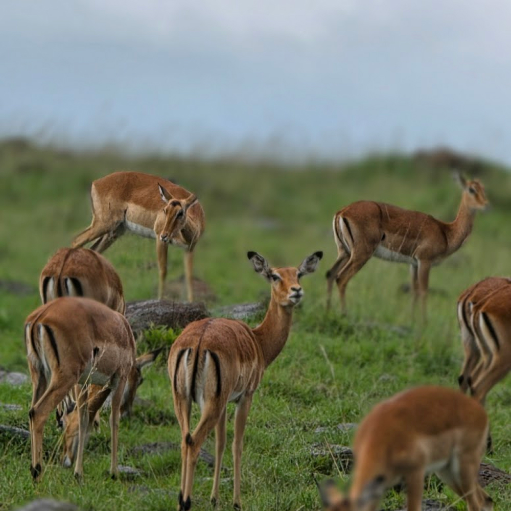 Grazing Antelopes